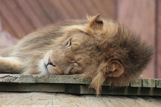 SleepingLion-001-072019.jpg