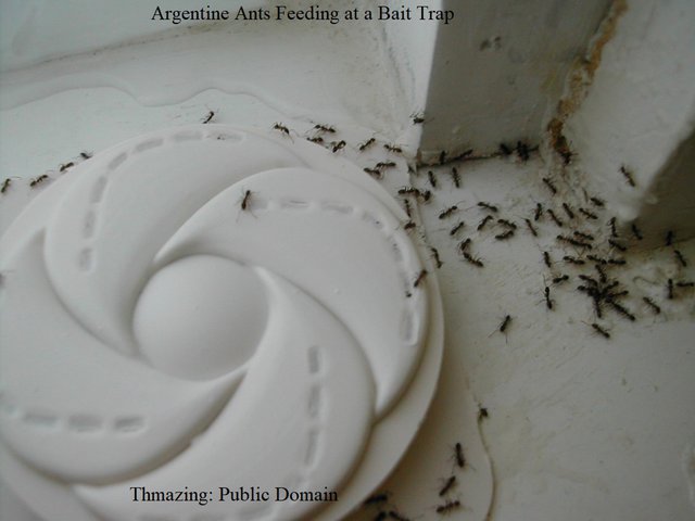Argentine ants  trap  free Thmazing.JPG