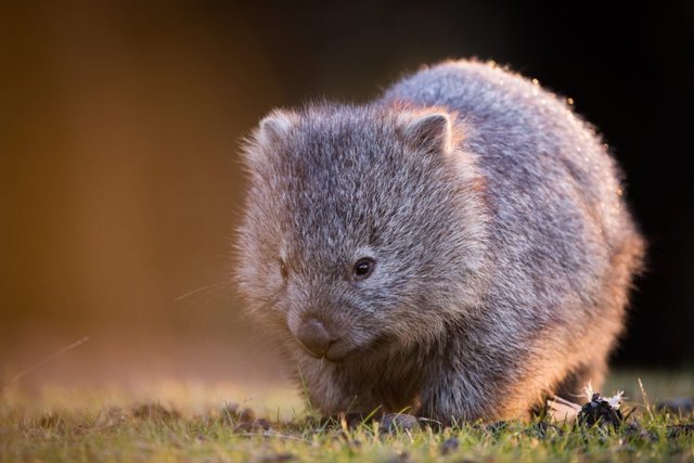 Common-Wombat-in-Sunshine-900x601 (1).jpg