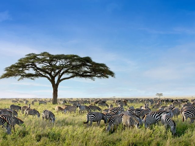 Best time to go for Serengeti national park safari tours.jpg