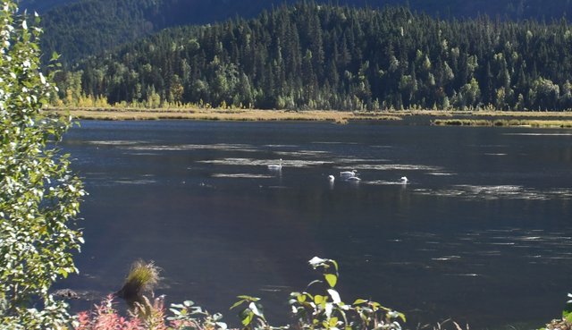 138 9-8 tern lake swan family.jpg