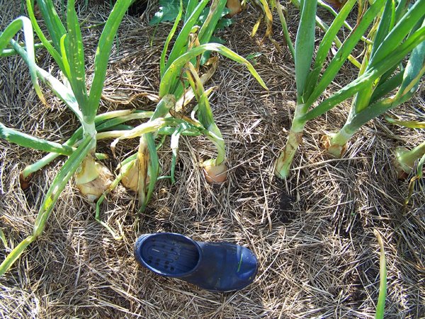 Wallas - big onions1 crop Aug. 2018.jpg