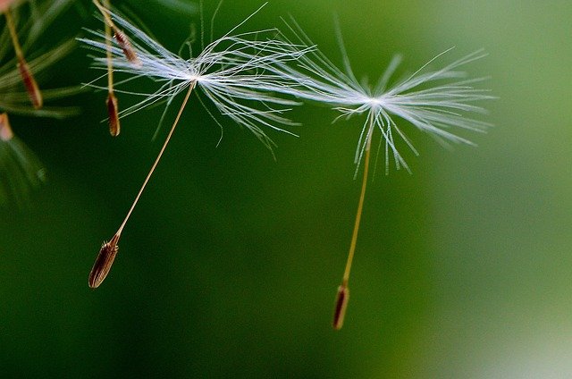 dandelion-771063_640.jpg