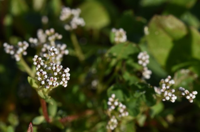 Corrigiola litoralis-  strapwort buds.jpg