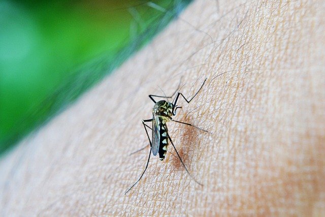 mosquito-213805_640.jpg