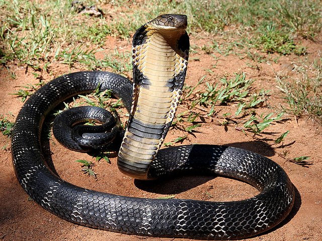 800px-12_-_The_Mystical_King_Cobra_and_Coffee_Forests.jpg