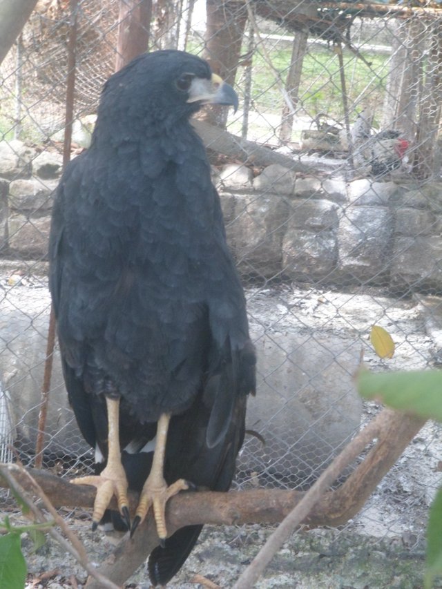 Águila negra (Buteogallus urobitinga) — Steemit