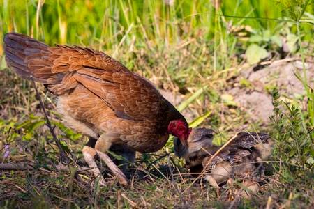 72672667-imagen-de-gallina-y-pollito-en-el-suelo-fram-animals-.jpg