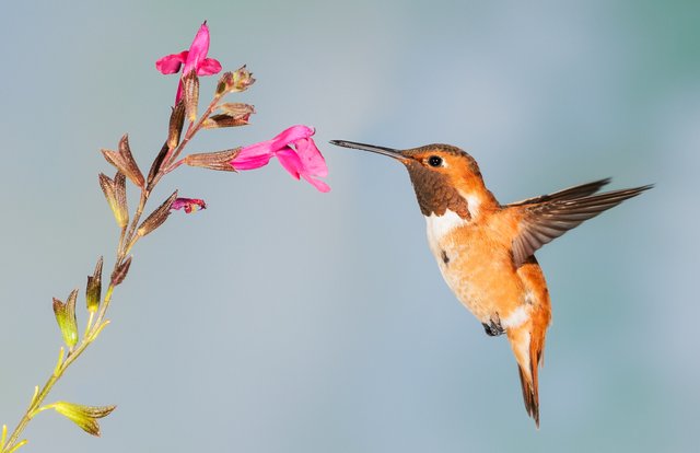 hummingbird-5255827.jpg