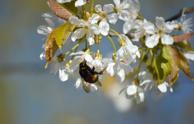 flowers-7938238.jpg