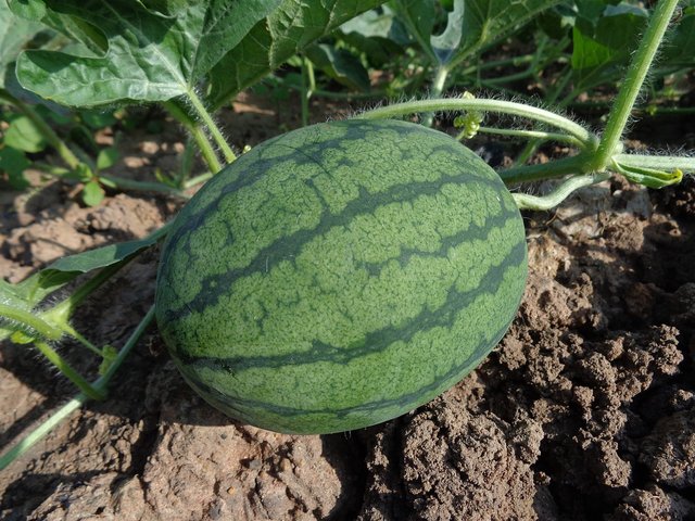 watermelon-551235_1280.jpg