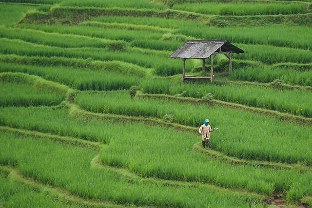 rice-field-7890204_640.jpg