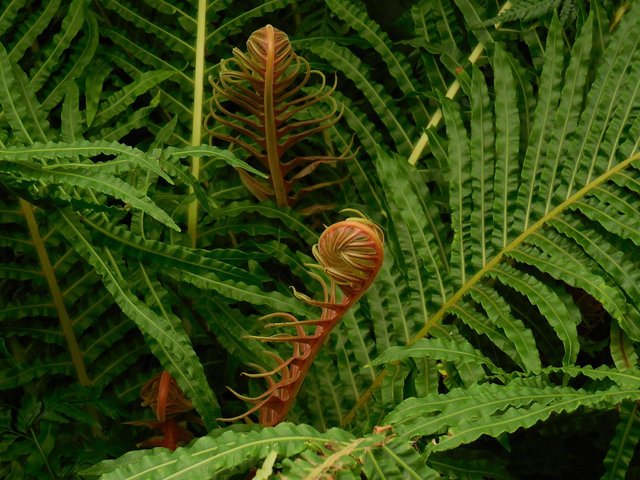 fronds-290848_1280.jpg