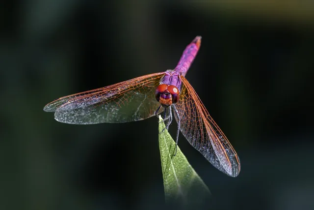 dragonfly-8424556_1280.webp