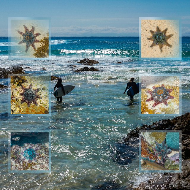 SQU.2000.starfish.blended grids.surfers.jpg