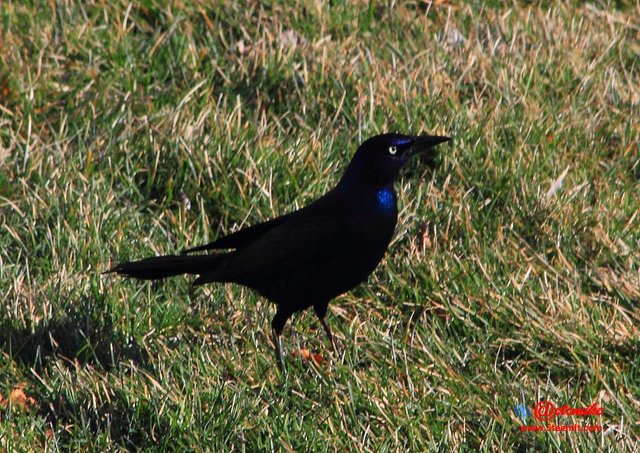 Common Grackle PFW0034.JPG