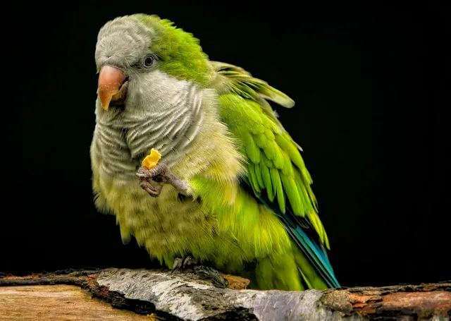 parrot-8368951_1280.webp