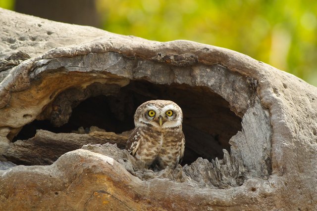 spotted-owlet-7346555_1280.jpg