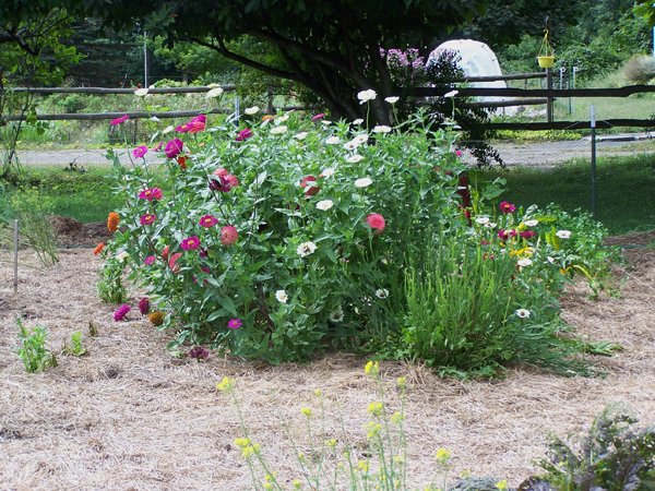 Big garden - zinnias crop Sept. 2018.jpg