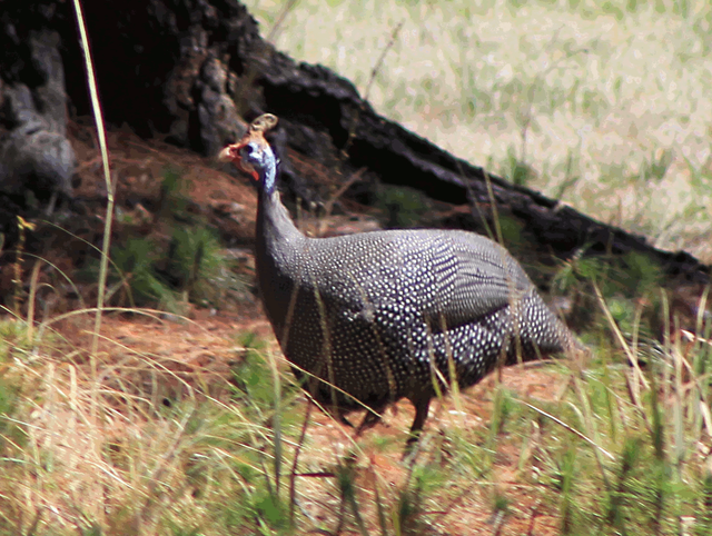 Guineafowl.png