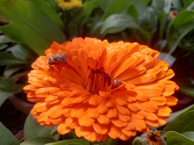 orange flower.jpg