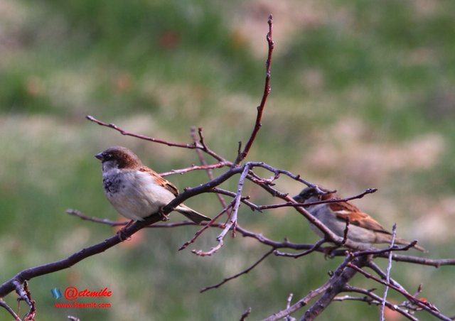 House Sparrows PFW01-24.JPG