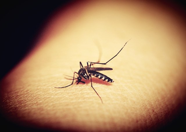 mosquitoe-1548975_960_720 Tigermücke.jpg