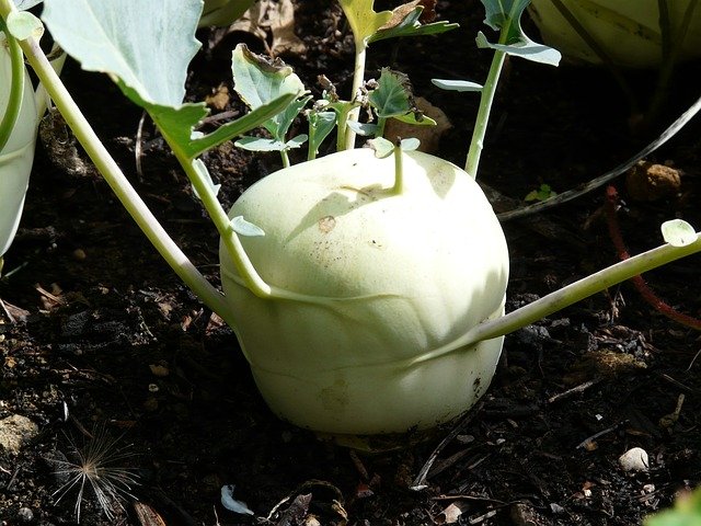 kohlrabi.jpg