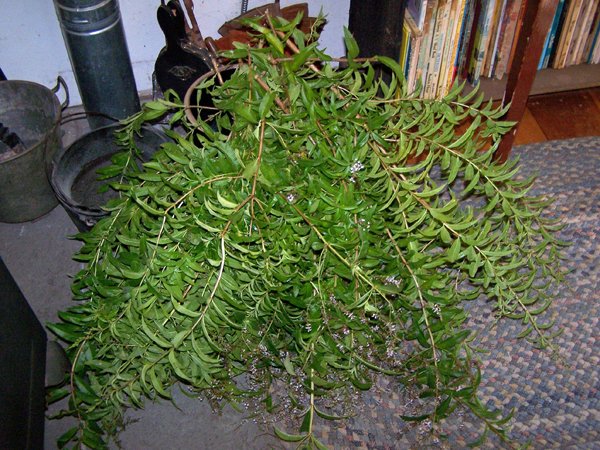 Lemon verbena prunings crop September 2019.jpg