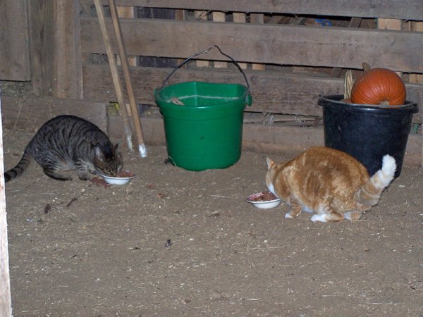 Thanksgiving dinner - Lily and Dennis crop November 2019.jpg