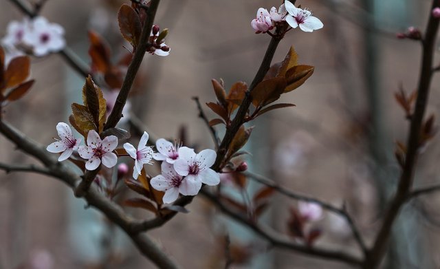 6904077692-springcherry-blossom (FILEminimizer).jpg