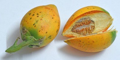 Buah Pinang.jpg