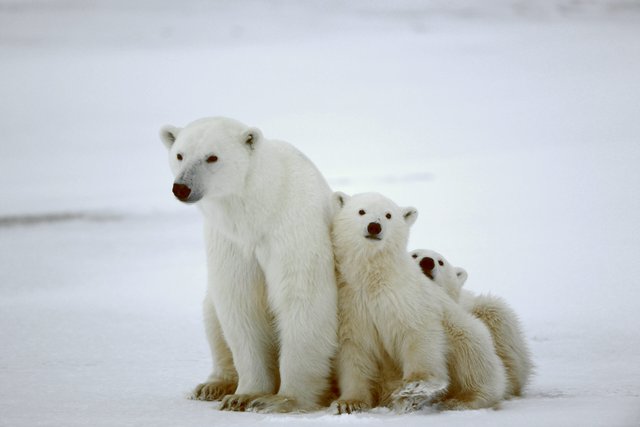 Animal-Heroes-Polar-Bear-scaled.jpg