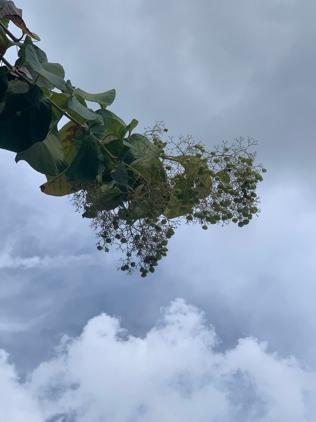nature130.jpg