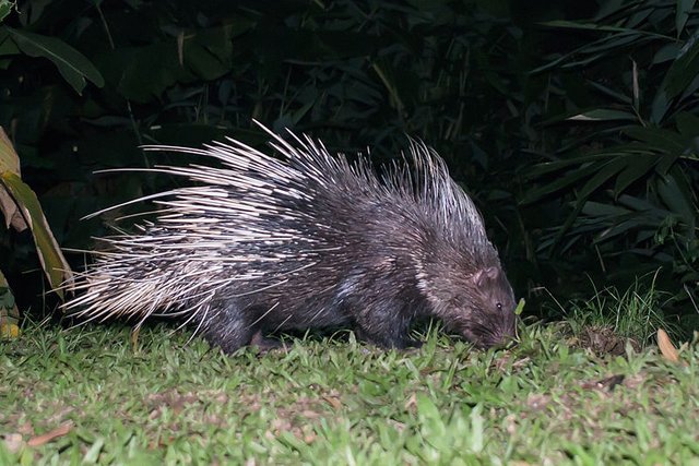 porcupine 2.jpg