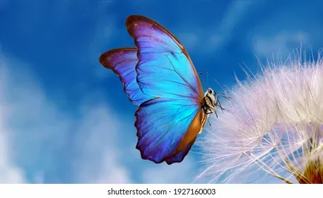 natural-pastel-background-morpho-butterfly-260nw-1927160003.webp