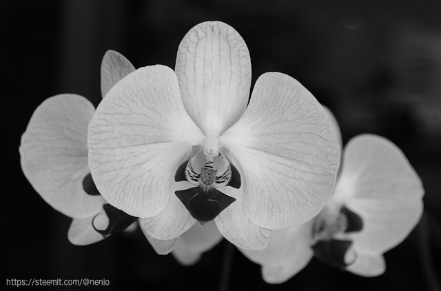 orchids-bw-01.jpg