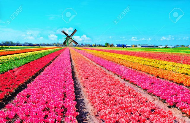 63956440-dutch-windmill-and-colorful-tulips-flowers-in-holland-netherlands.jpg