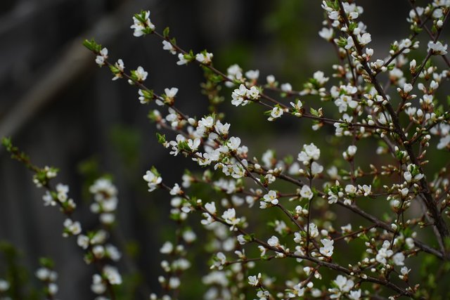 DSC01619.JPG