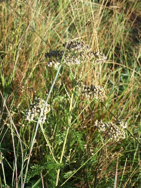 Driveway - yarrow1 crop August 2019.jpg