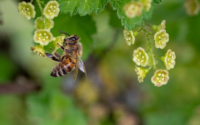 bee-3360682_1280.jpg