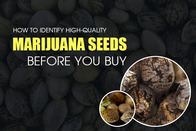 How to Identify High-Quality Marijuana Seeds Before You Buy copy.png