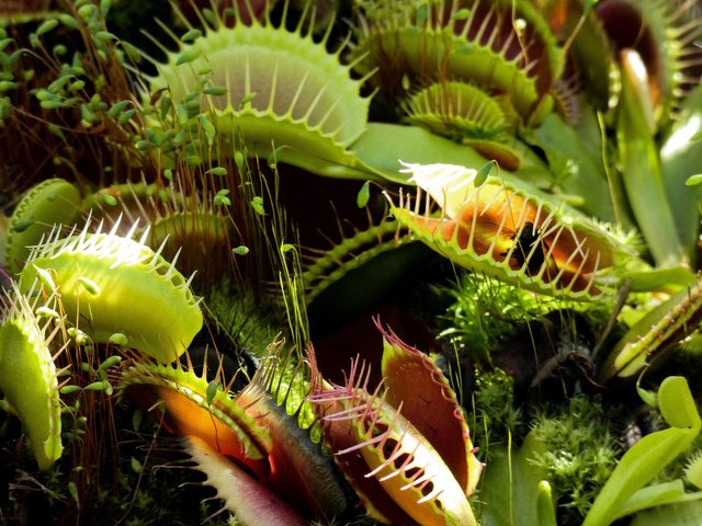 venus-fly-trap-3684935_1920.jpg