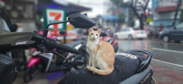 Cat On THe Bike.jpg