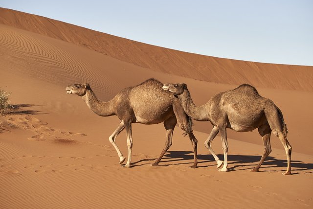 dromedary-4118312_1280.jpg