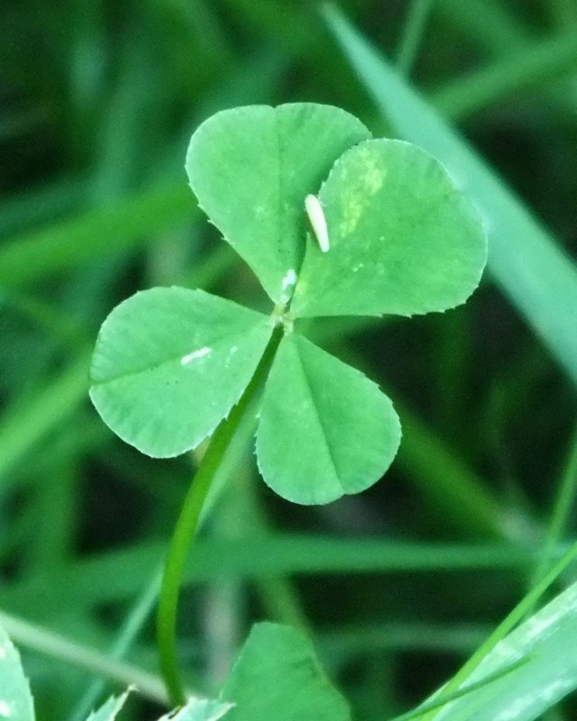 4-Leaf Clover