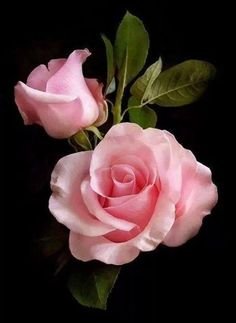 pink rose333.jpg