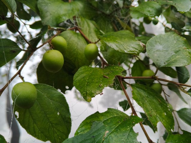 IMG_20250203_081037_941.jpg