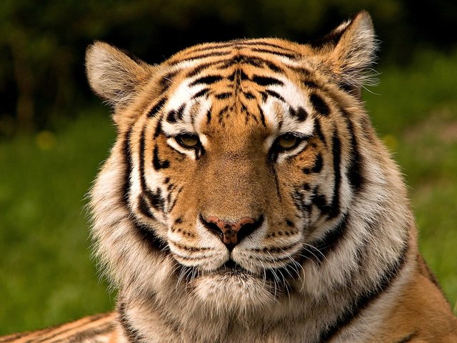 4.- siberian-tiger-1600x1200.jpg