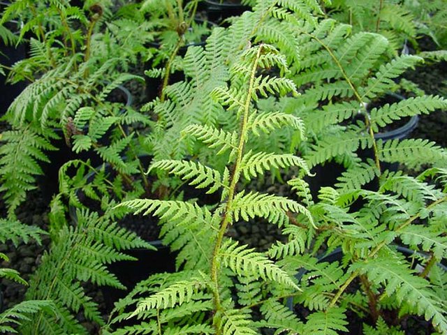 Cyathea-Cooperi-3.jpg